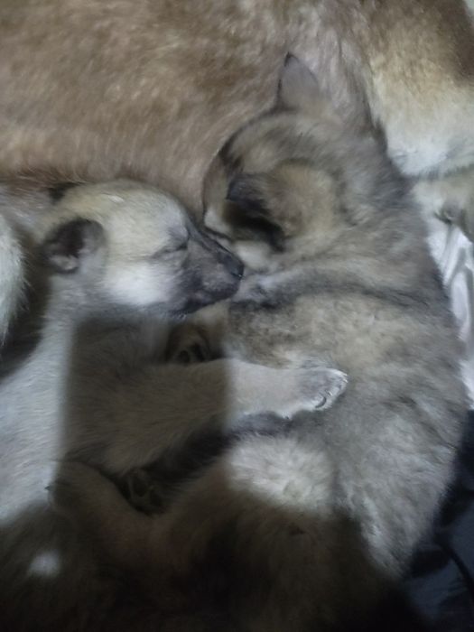 Продам щенят хаски.девочки