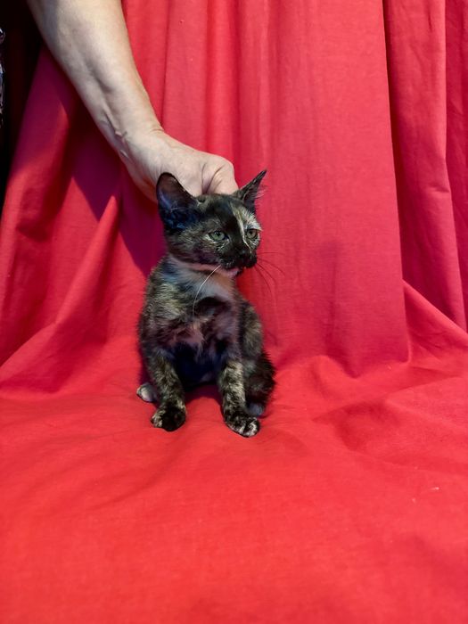 Коте на 3мес. търси дом Пловдив