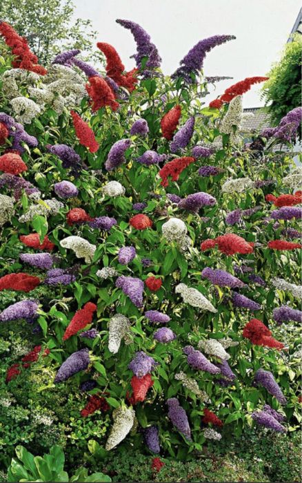 Liliac de vara in 3 culori