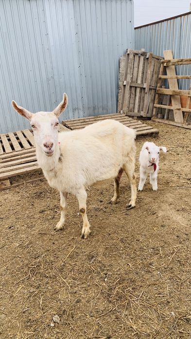 Ешкі альпи занен