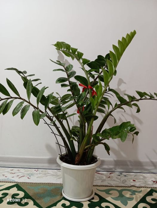 Продам Комнатные цветы большой