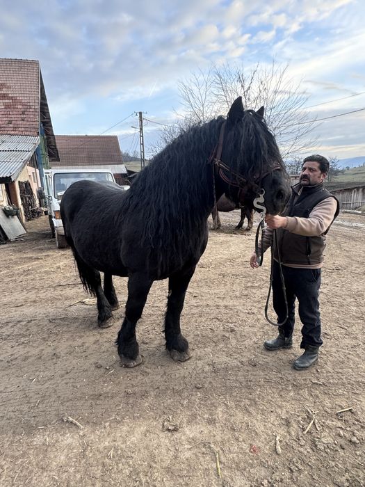 Armăsar negru corb de vânzare