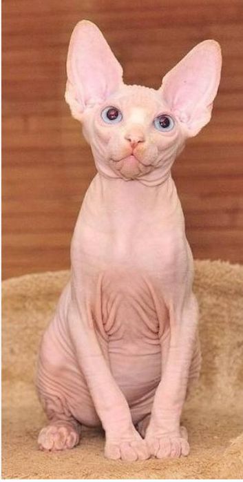 Продам сфинкса 4 месяца