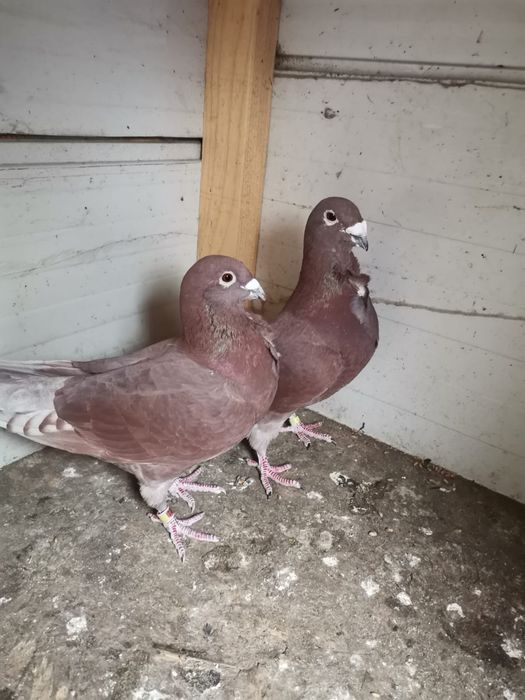 Vând porumbei voiajori italieni și voiajori stil vechi.
Preț 300 lei p