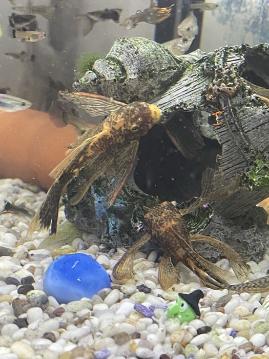 Сомы Lda-016, 10-11 сантиметров.