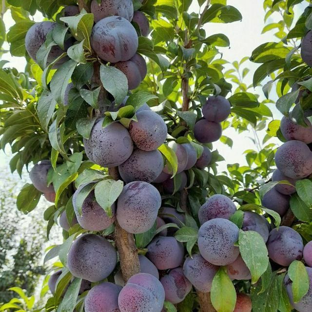 Karlek VA polekarel mevali kuchatlar