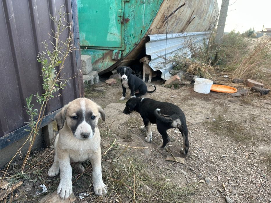 Продам щенков собаки породы тазы