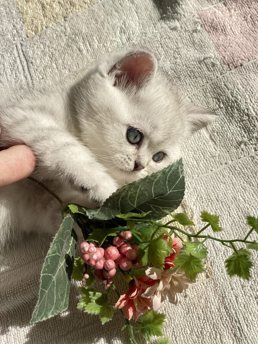 Клубный котик скотиш страйт