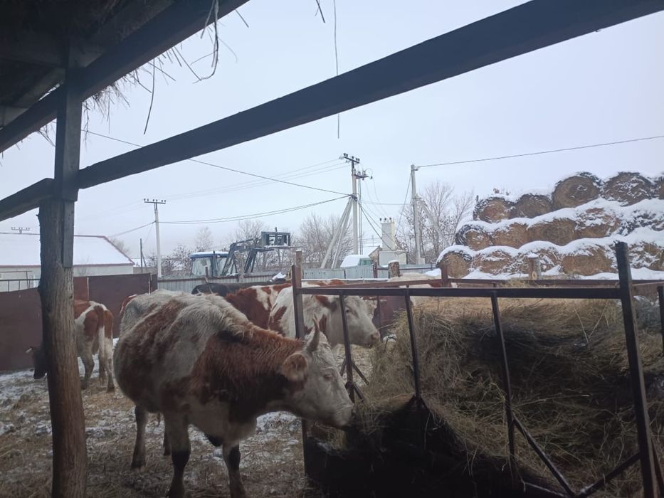 Продаётся молочные корова