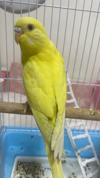 Продам двух попугаев девочка и мальчик