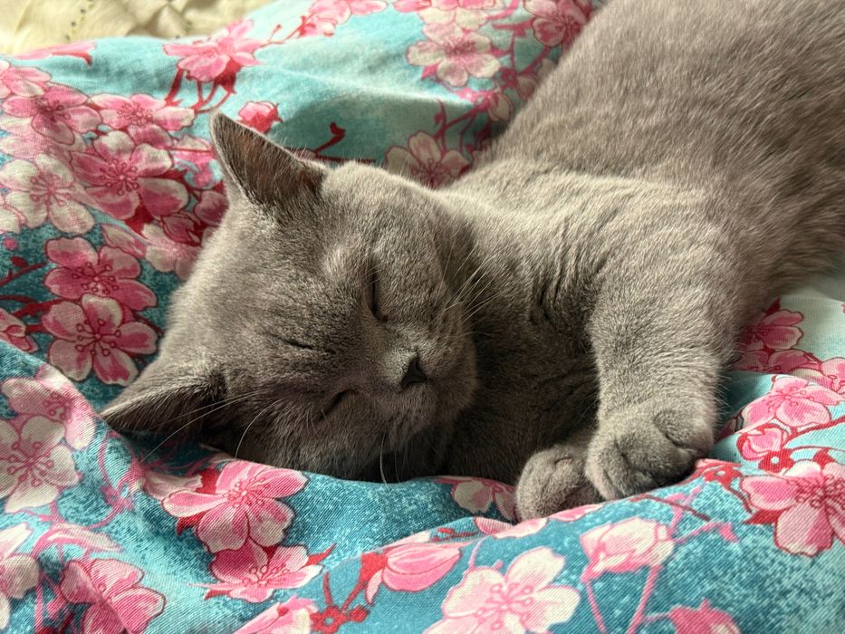 Продам британского кота