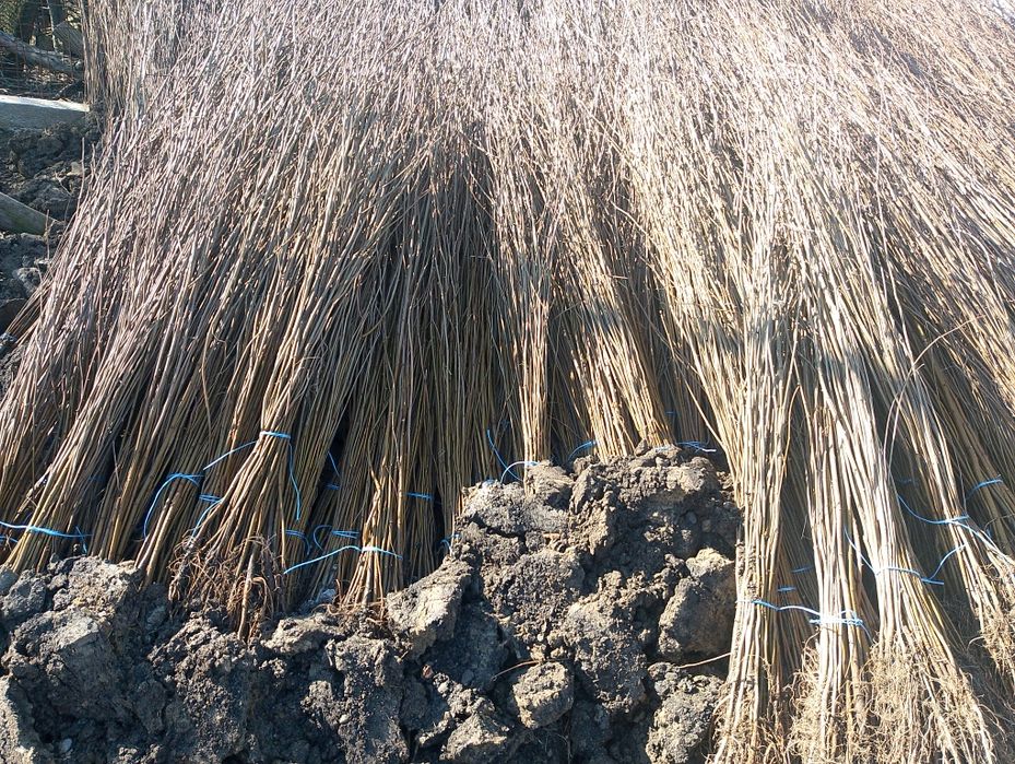 Puieti de salcâm de vanzare