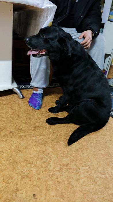 Нашлась собака черный лабрадор