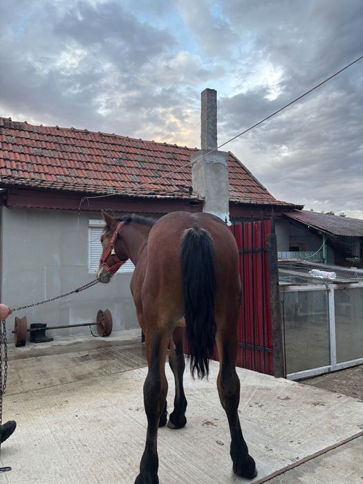 Vând mânz de 8 luni din părinți buni 4500 de lei
