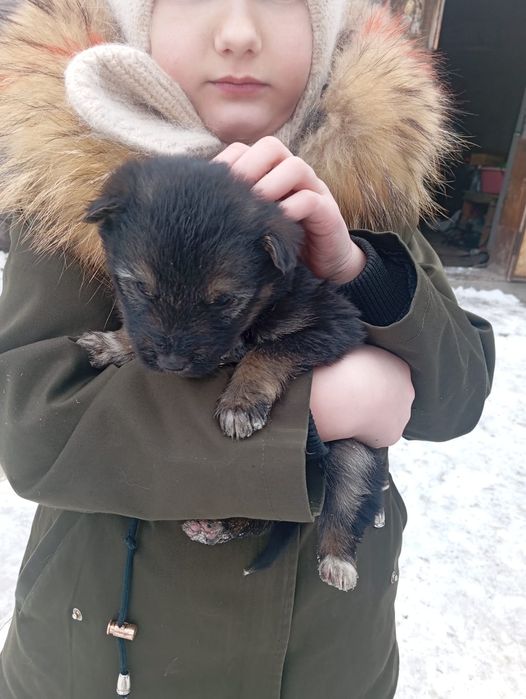 Отдам в добрые руки щенков породы болонка ,отец неизвестен