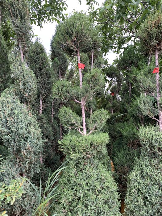 Bonsai speral va chupachups majjevelniklar