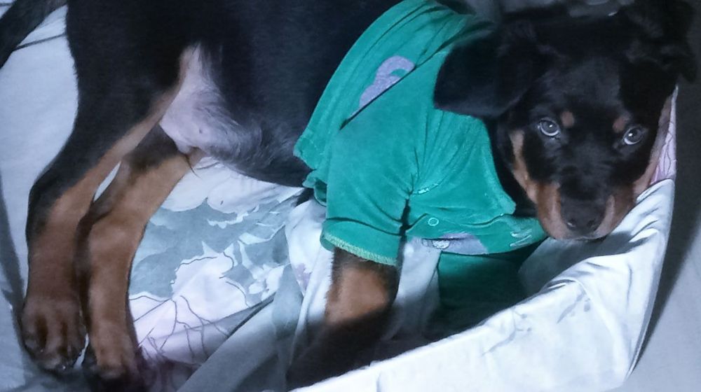 Продаётся собака ротвейлер 3 месяца чистокровных кровей.Мальчик.