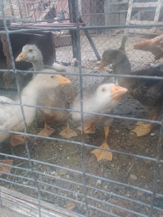 Vind 15 boboci, pui de giscă de aproape 2 luni jumate