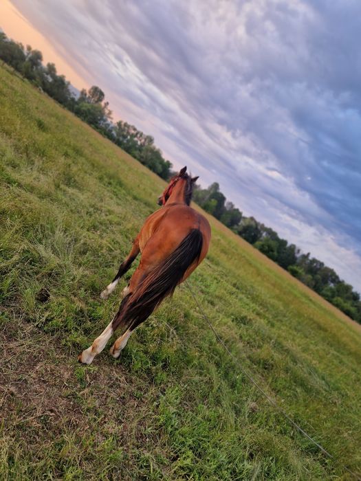 Vând mânz de 1 an și 7 luni