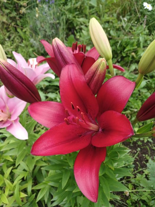 Дача, р-н Телецентр, с/о Кристалл