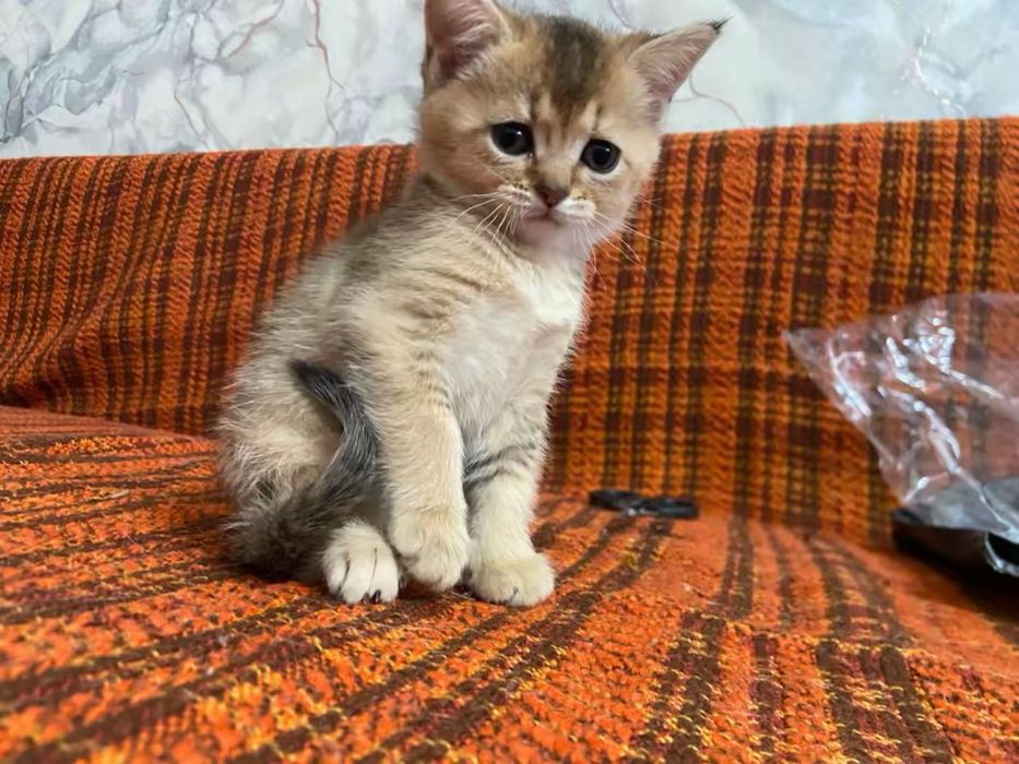 Котята шотланские