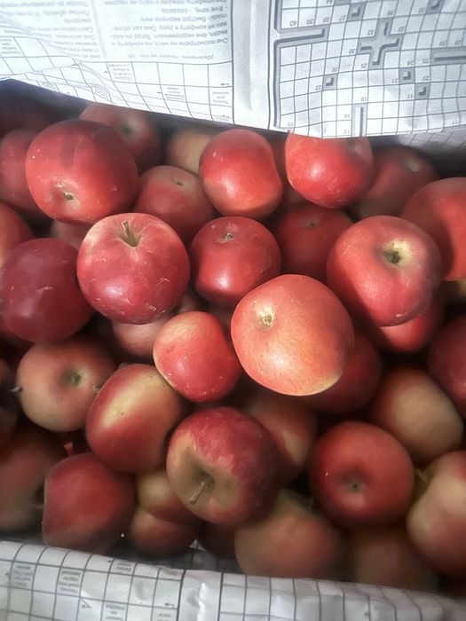 Продам сочные яблоки