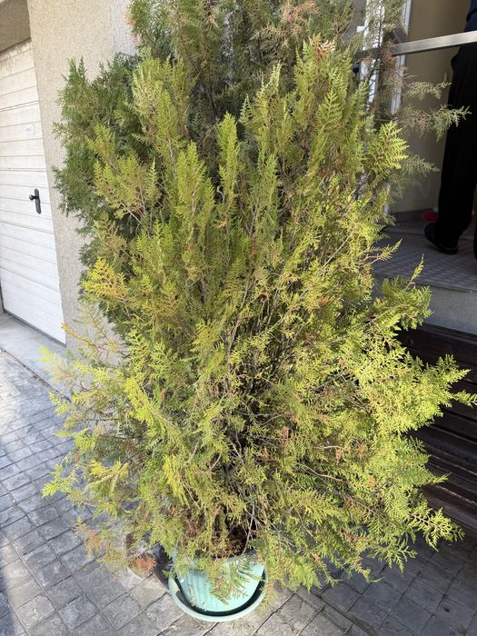 11 евро туя 150 см.