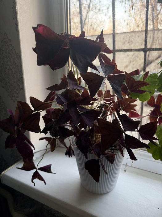 Продам комнатные цветы