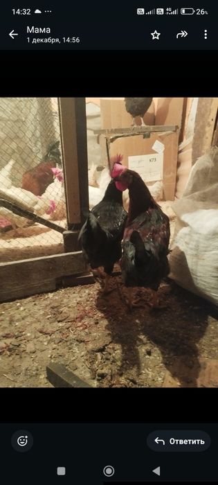 Продам петухов молодых