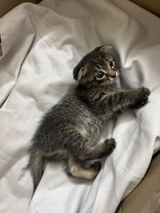 Вислоухий мальчик  1,5  месяца