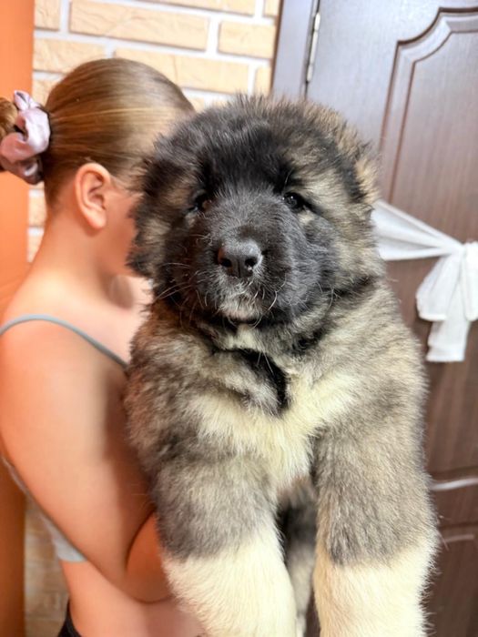 Щенки кавказкой овчарки