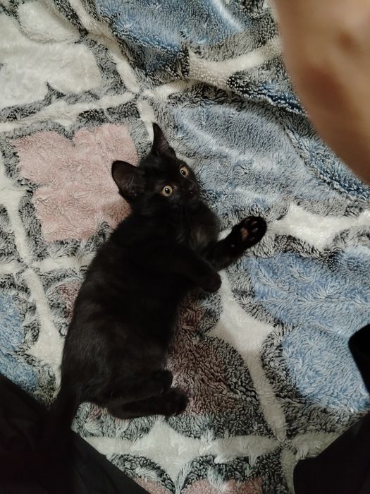 Котята очень милые