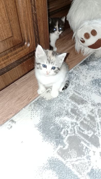 Котята в добрые руки
