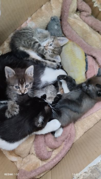 Отдам котят окраска Табби