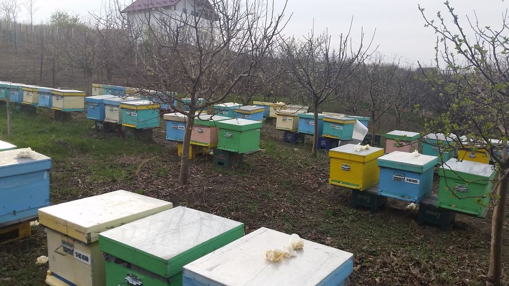 Vând 60 stupi 10 rame Dadant