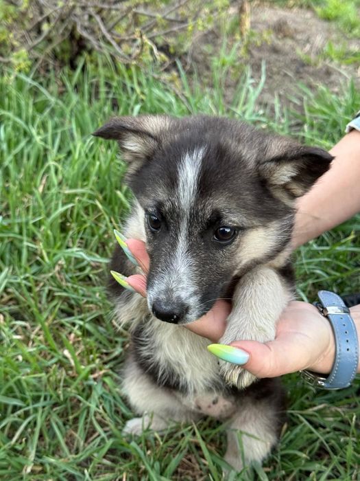 Отдам щенка в хорошие руки