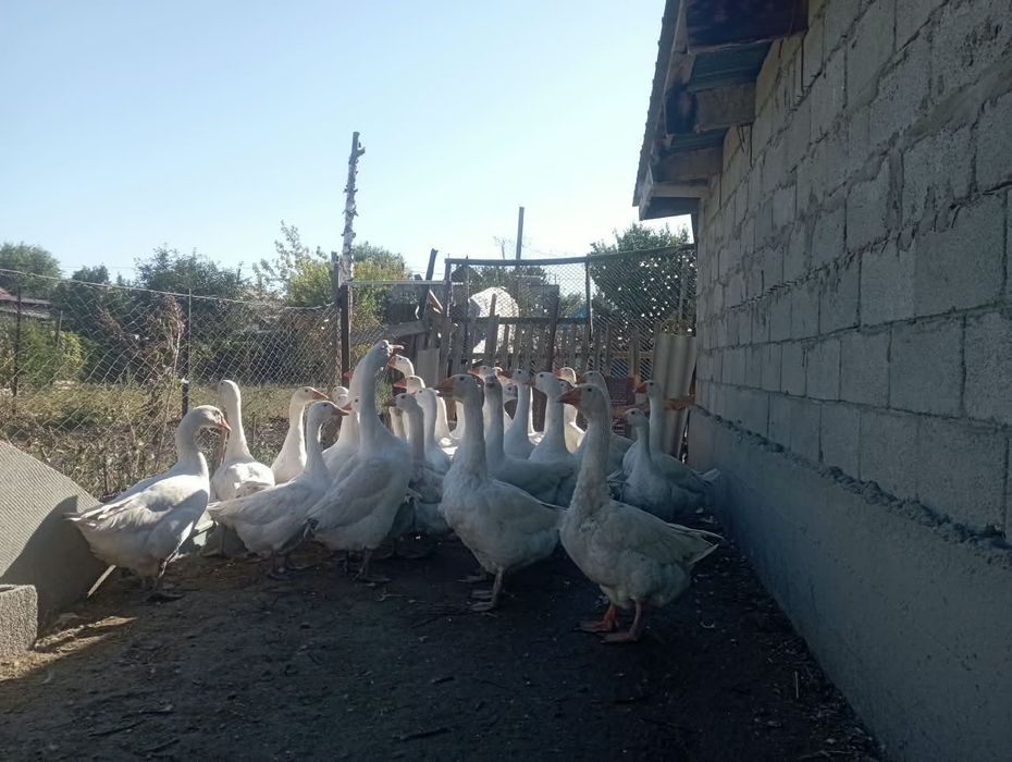Продам гусей на мясо