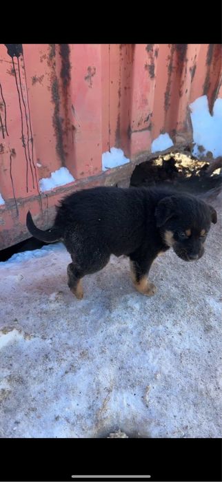 Щенки ищут надежный дом