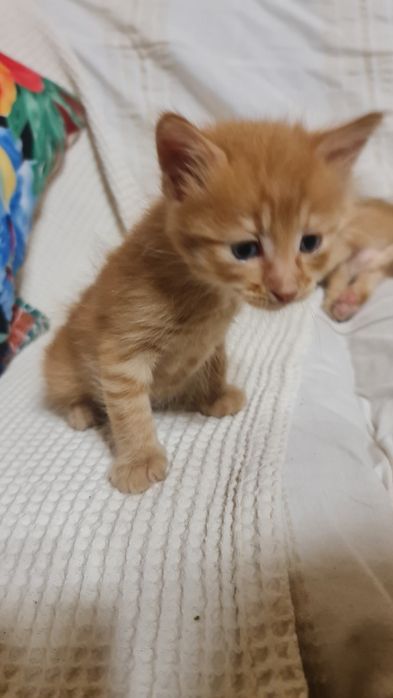 Котета 3бр. налични