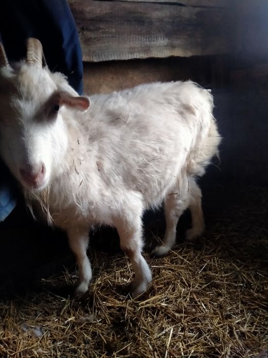 Продам козу 1.5 месяц