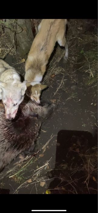 Продается западно сибирская лайка!!!