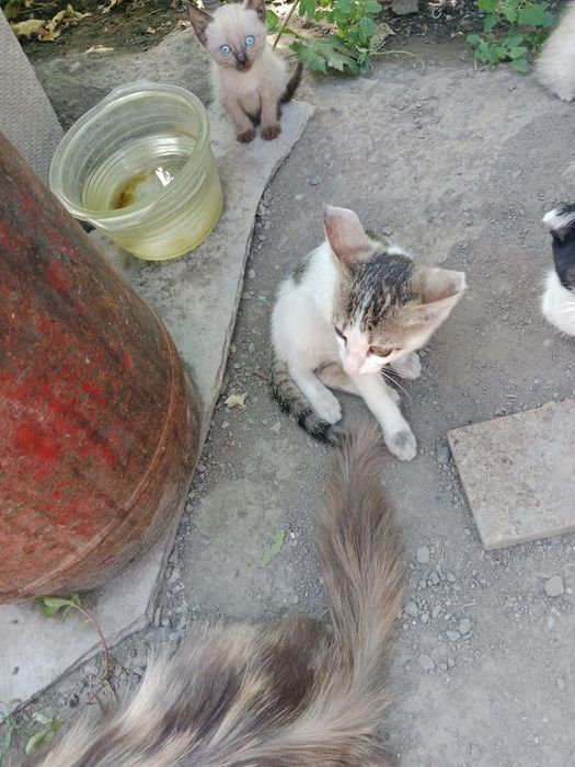Отдам бесплатно.