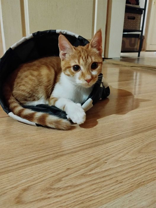 Подарявам женско коте