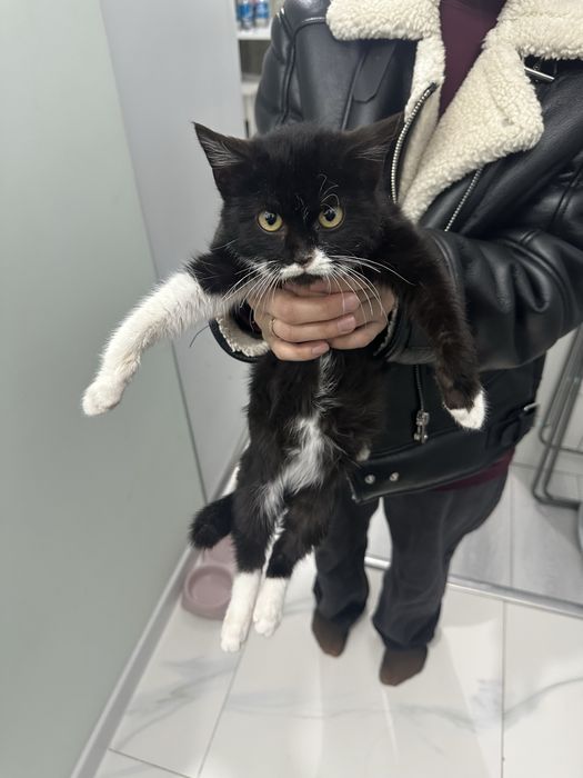 Отдам котенка в хорошие руки