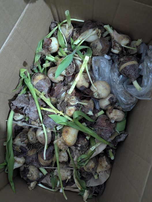 Луковицы от тюльпанов