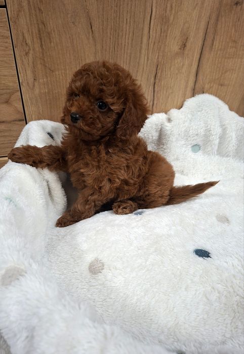 Пудел  Той  Момченце  с Родословие