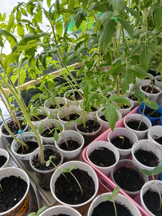 Продам рассаду помидоры,огурцов
