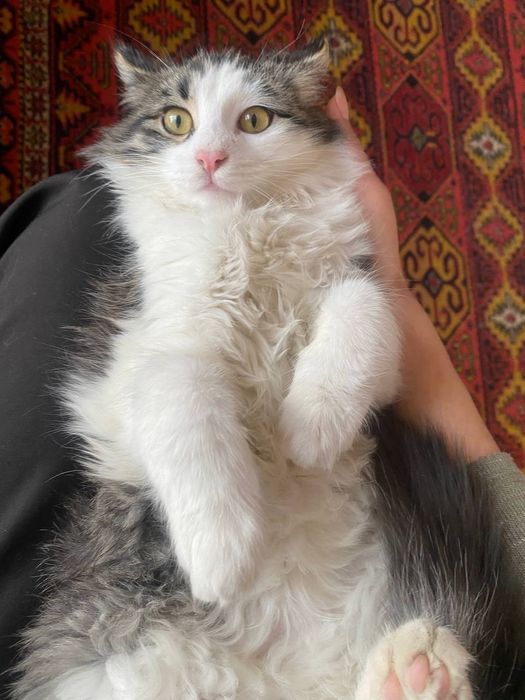 Котёнок в добрые руки