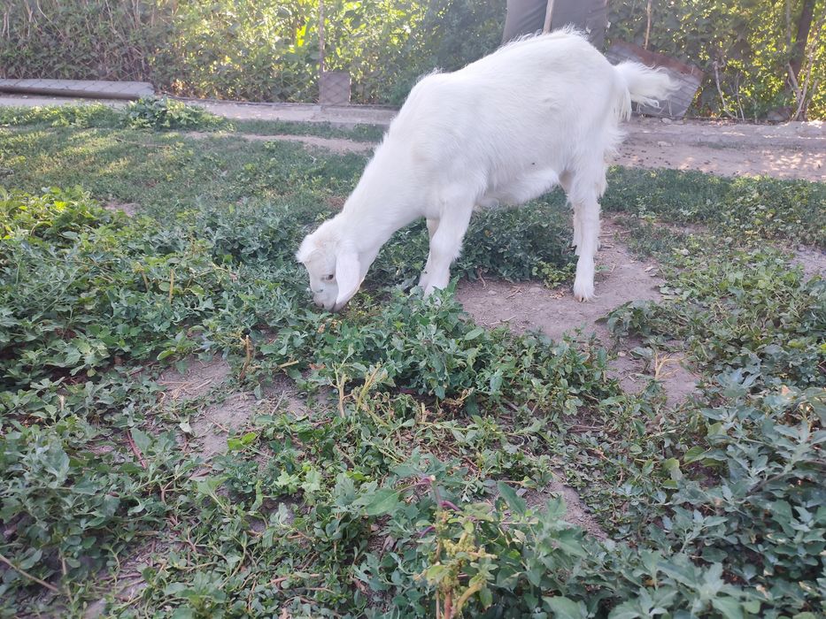 Дойная коза с козленком