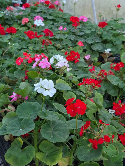 Рассада однолетних и многолетних цветов